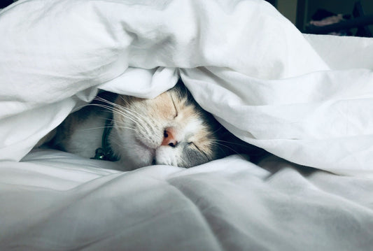 The Ultimate Guide to Duvet Covers in Kenya: 9 Key Insights - Enkaji Households